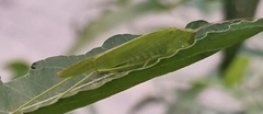 Phaneroptera falcata
