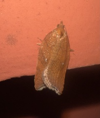 Acleris rhombana