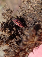 Graphosoma italicum italicum