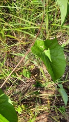 Fallopia convolvulus