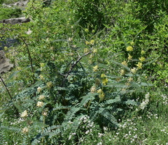 Astragalus ponticus