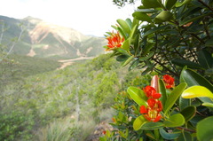 Xanthostemon ruber