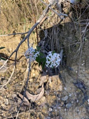 Pimelea linifolia
