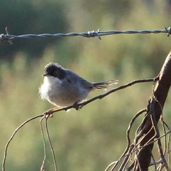 Curruca melanocephala