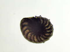 Elphidium aculeatum