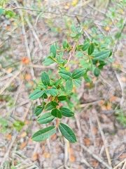 Salix myrtilloides