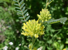 Astragalus ponticus