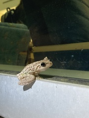 Osteopilus septentrionalis