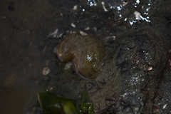 Papawera zelandiae