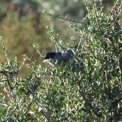 Curruca melanocephala