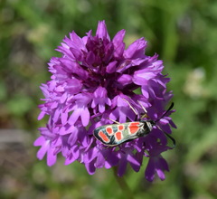 Anacamptis pyramidalis