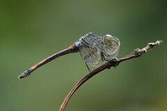 Agrionoptera insignis