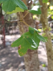 Acer monspessulanum