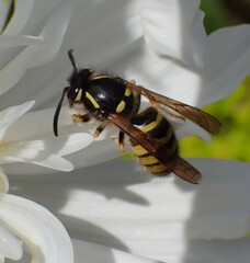Dolichovespula sylvestris