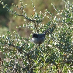 Curruca melanocephala