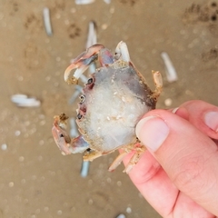 Liocarcinus holsatus