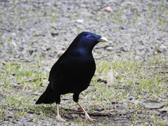 Ptilonorhynchus violaceus