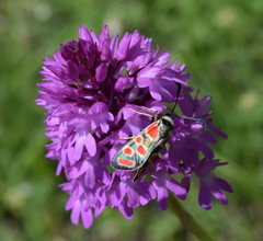 Anacamptis pyramidalis