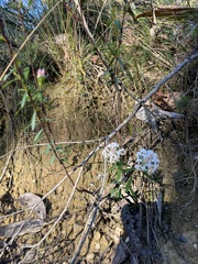Pimelea linifolia