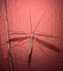 Tipula