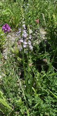 Dactylorhiza iberica