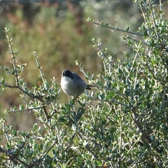 Curruca melanocephala