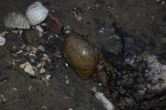 Papawera zelandiae