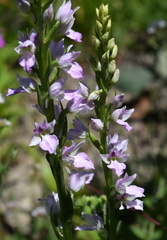 Dactylorhiza iberica
