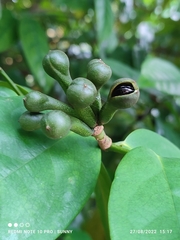Anaxagorea javanica