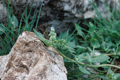 Chenopodium vulvaria