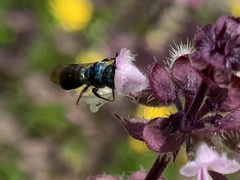 Ceratina unimaculata