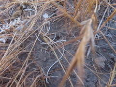 Serpentes