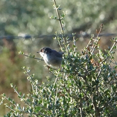 Curruca melanocephala
