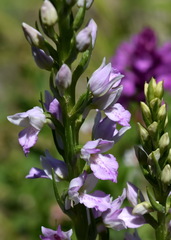 Dactylorhiza iberica