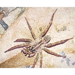 Tigrosa georgicola