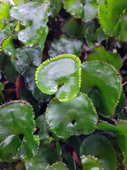 Hymenophyllum nephrophyllum