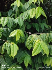 Anaxagorea javanica