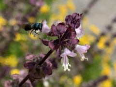 Ceratina unimaculata
