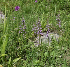Dactylorhiza iberica