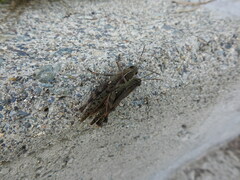 Shirakiacris shirakii