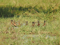 Dendrocygna viduata
