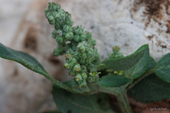 Chenopodium vulvaria