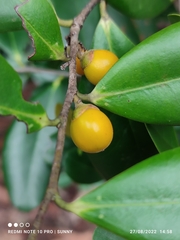 Diospyros ferrea
