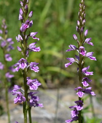 Dactylorhiza iberica