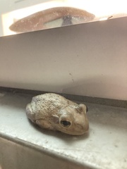 Osteopilus septentrionalis