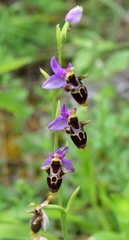 Ophrys oestrifera