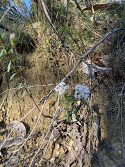 Pimelea linifolia