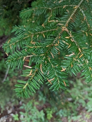 Abies amabilis