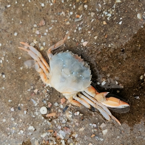 Flying Crab, Den Haag, Zwarte Pad (instaphalte), 2586 HL Den Haag, Netherlands, photo 10 of 10