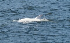 Grampus griseus
